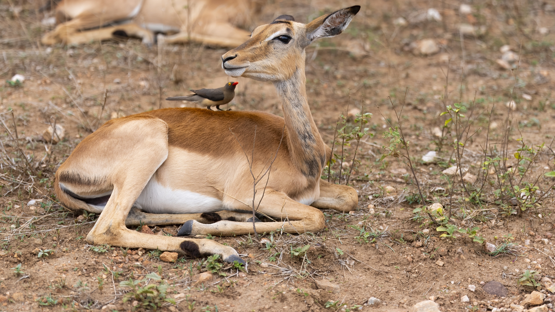 Kruger25 2025 10 28 11 49 49 ILCE 9M3 298